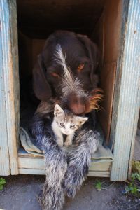 dog-and-cat-211503_960_720
