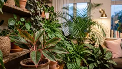 Bez toxínov: 7 izbových rastlín, ktoré prirodzene osviežujú vzduch v interiéri