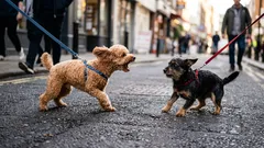 Prečo pes reaguje agresívne na iné psy: Nie je to o zlomyseľnosti