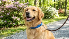 Aká by mala byť dĺžka psieho vodítka: rady odborníkov