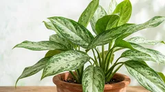 Aglaonema bez stresu: jednoduchá starostlivosť krok za krokom