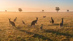 Prečo je 95 % Austrálie neobývané: Pobřeží verzus vnútrozemie