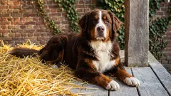 Tieto plemená psov sa najlepšie hodia na stráženie: ktoré plemeno je pre vás to pravé