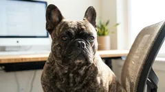 Prečo francúzske buldočky často prdú: Hlavná príčina nie je až taká zrejmá