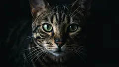 Ako rozlúštiť signály mačacích fúzov: 5 správ, ktoré sa prejavujú v každodennom živote