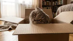 Prečo sú mačky také zvedavé – nejde len o záujem o nové veci