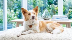 Psie lôžko alebo deka: Čo je lepšie pre domáce použitie a na cestovanie