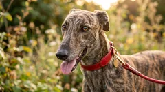 Milovníci ticha: 7 psích plemien, ktoré štekajú najmenej