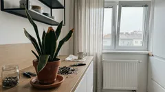 Prečo má jazyk svokry suché, chrumkavé listy – a čo skontrolovať skôr, než bude neskoro