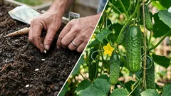 Semená uhorky rýchlo vyklíčia a budú silné: v čom ich namočiť pred výsadbou