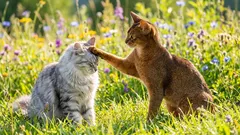 Líšia sa mačky a kocúri povahou – Vedecký pohľad, ktorý spochybňuje stereotypy