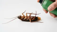 Šváby odstránime raz a navždy: skvelý tip, ktorý sa osvedčil v praxi