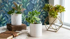 Živé kamene a zelené dravce: 5 netradičných izbových rastlín pre tých, ktorí hľadajú niečo iné