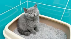 Likvidácia mačacieho steliva: Robíte to správne