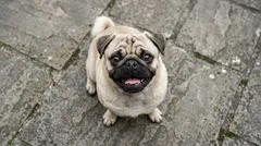 Mops sedí na kamennej dlažbe a pozerá sa hore