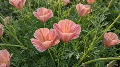 Náročná záhrada: kvety, ktoré môžete zasiať priamo do zeme