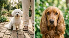 8 milujúcich psích plemien: vždy po vašom boku, vždy pripravených na maznanie