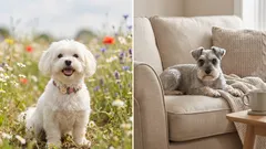 7 čistotných plemien psov, ktoré doma zanechajú menej chlpov a pachu