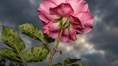 Ruže to neublíži, ak vedľa nich zasadíte nejakú kvetinu: ktorú si vybrať