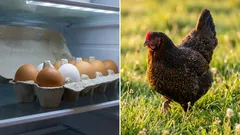 Slastné sliepky alebo vajcia z obchodu: Čo je v skutočnosti lacnejšie