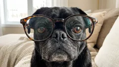 Problémom nie sú len obrazovky: vedci objavili neočakávanú príčinu nárastu krátkozrakosti