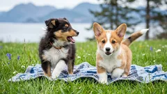 Socializácia nie je len hra: chyby, ktoré formujú správanie vášho psa