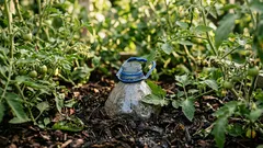 Zakopal som v skleníku 20 päťlitrových fliaš – paradajkám sa darí, korene sú 3× dlhšie