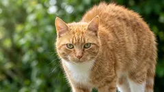 Vedia mačky vedome ovládať svoju srsť – alebo je to len inštinkt